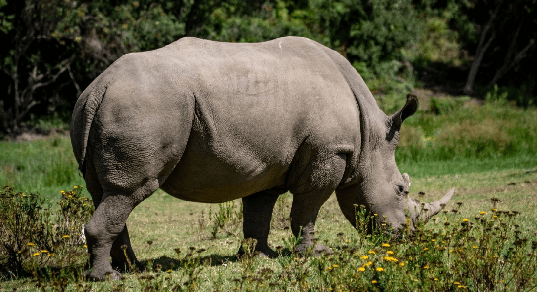 Rhino. Photo: Amit/GettyImages