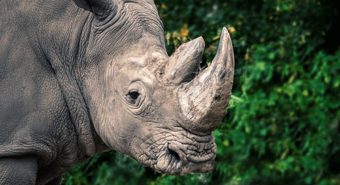 Rhino close-up.