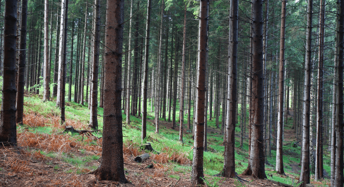 Dansk skov