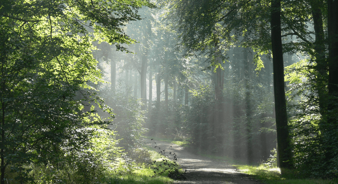 Gribskov. Af: Henrik Meilby