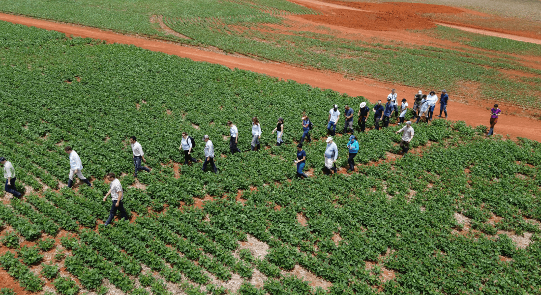 Soya field in Brazil. Foto: Anne-Sophie Freltoft Knudsen