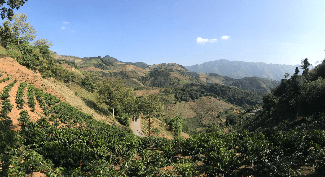 Kaffeplantage i det nordlige Vietnam. 