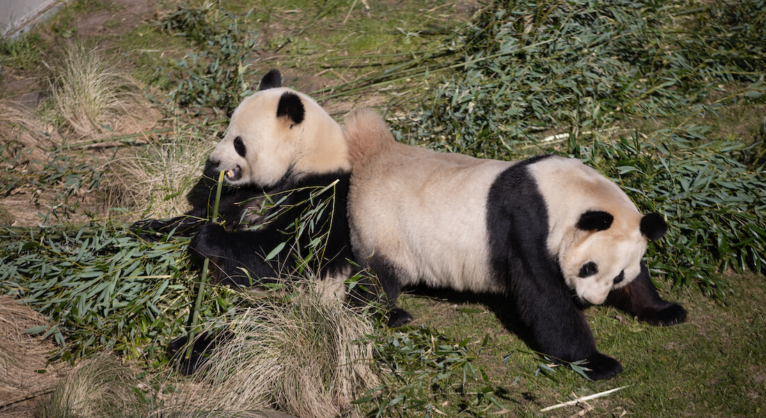 Sex Pandas And Rock And Roll Københavns Universitet 