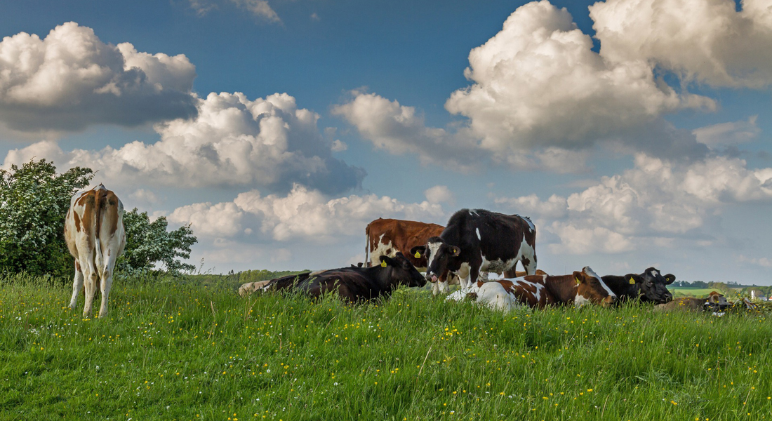 Cows on a pasture in Denmark