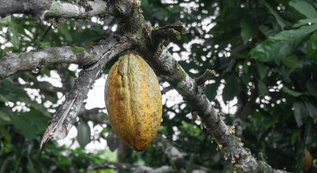 Cocoa seminar