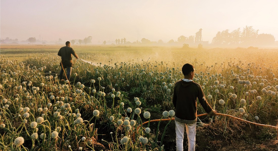Egypt onion fields