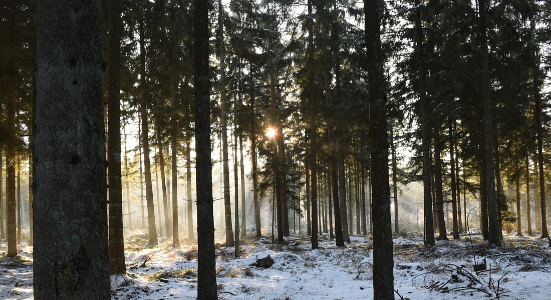 Danish forest. Photo: jonasmtbxdk / Pixabay