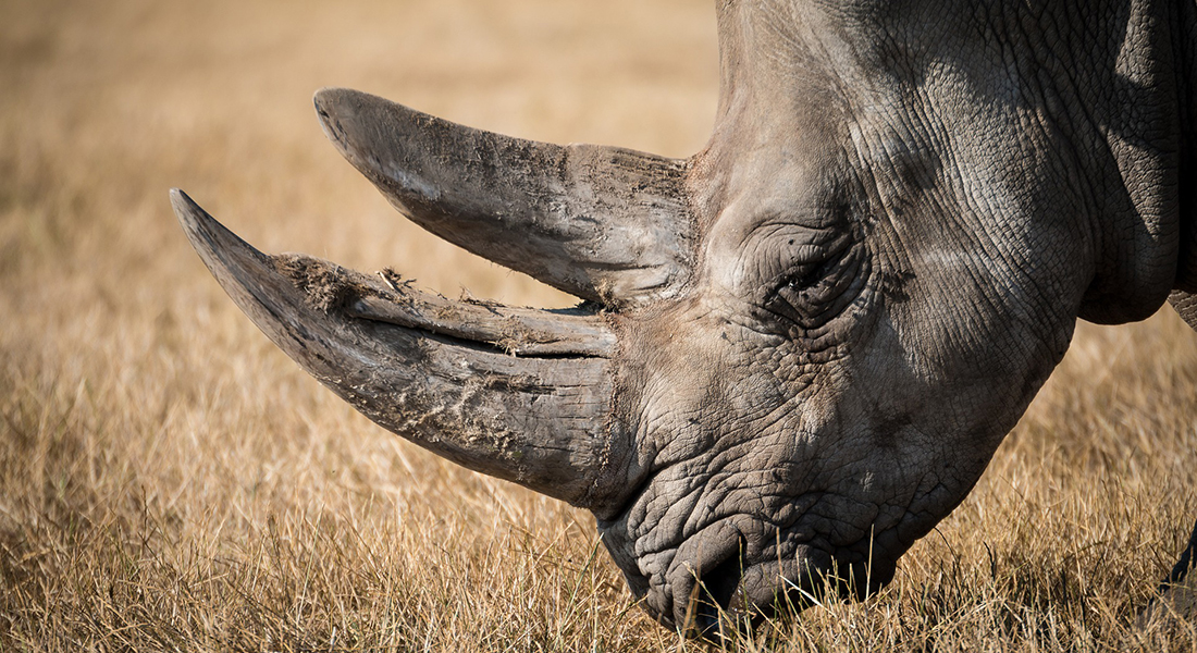 Head of a Rhino