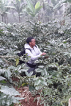 Picture of a person in a coffee field. Click to see a larger version.