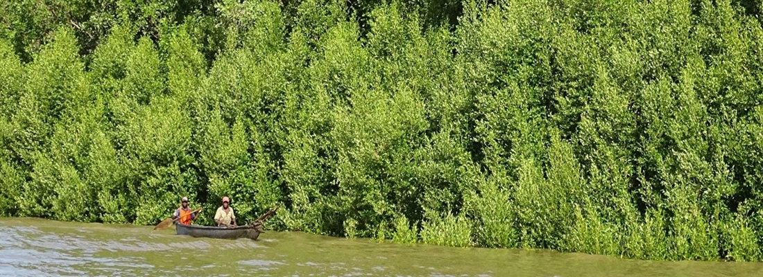 Rufiji Delta mangrove in Tanzania